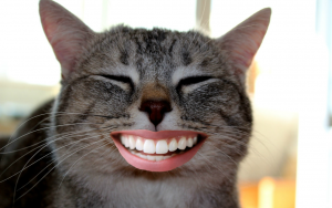 A grey and white striped cat with a cartoon human smile on his mouth